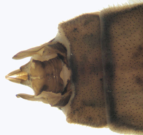 Tipula salicetorum female dorsal