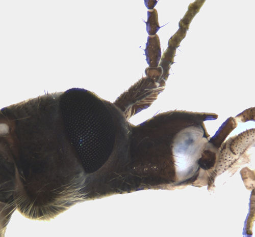Tipula salicetorum female head