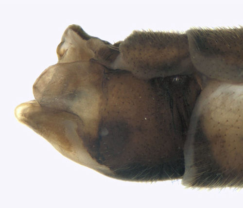 Tipula salicetorum female lateral