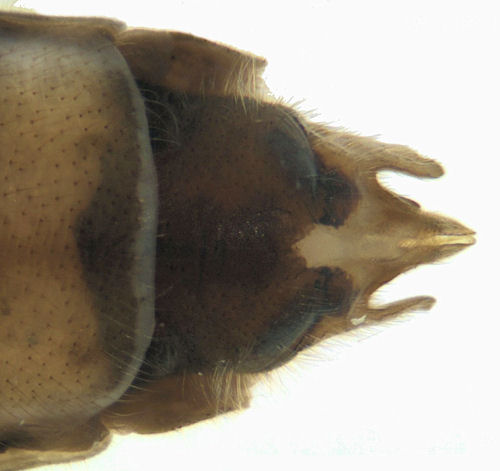 Tipula salicetorum female ventral