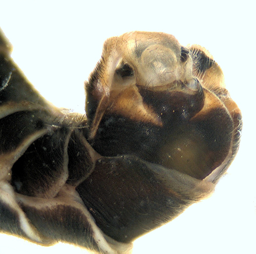 Tipula salicetorum lateral
