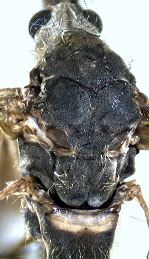 Tipula salicetorum selkä