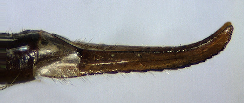 Tipula scripta lateral