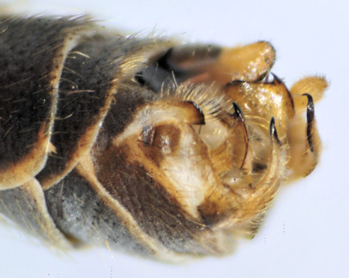 Tipula scripta male lateral caudal