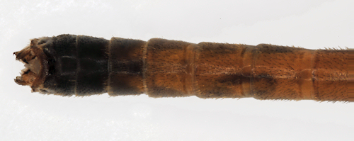 Tipula scripta male body