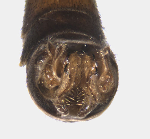 Tipula scripta male caudal