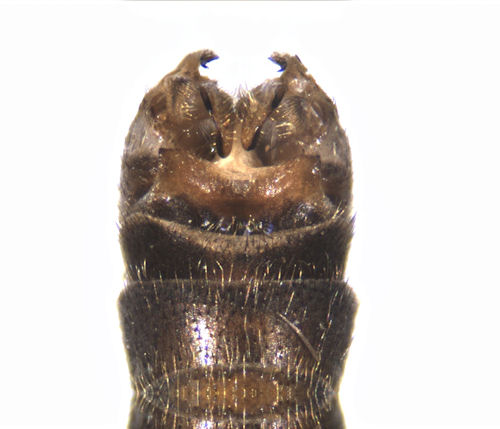 Tipula scripta male dorsal