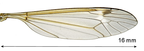 Tipula selene wing