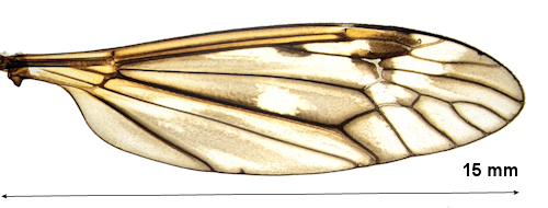 Tipula sintenisi female wing