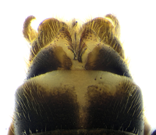 Tipula sintenisi male ventral