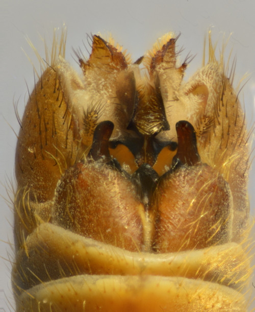 Tipula subexcisa dorsal