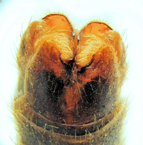Tipula submarmorata male dorsal