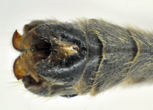 Tipula submarmorata male dorsal