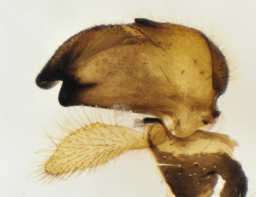 Tipula submarmorata male hypopygium