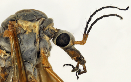 Tipula submarmorata male lateral