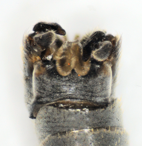 Tipula subnodicornis dorsal
