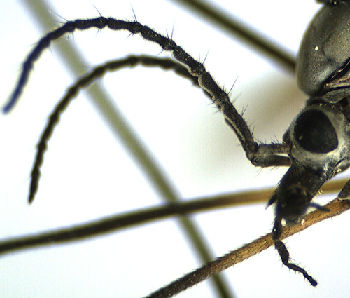 Tipula subnodicornis head