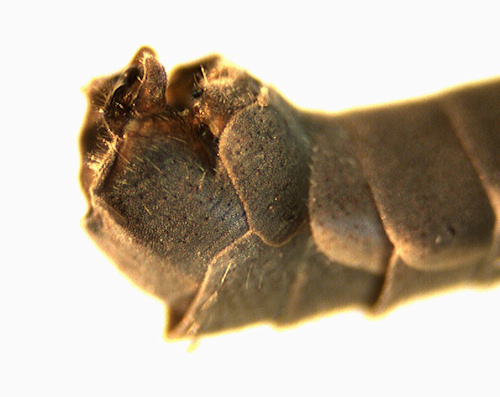 Tipula subnodicornis lateral