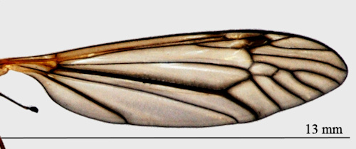 Tipula subnodicornis wing
