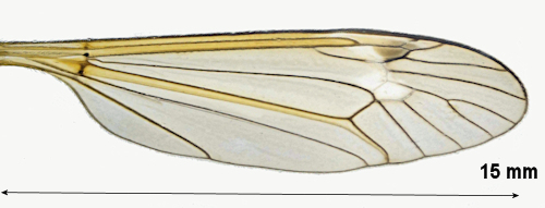 Tipula trispinosa wing
