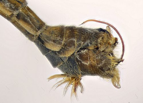 Tipula truncorum lateral