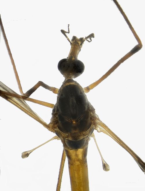 Tipula truncorum male head