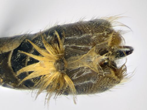 Tipula truncorum ventral