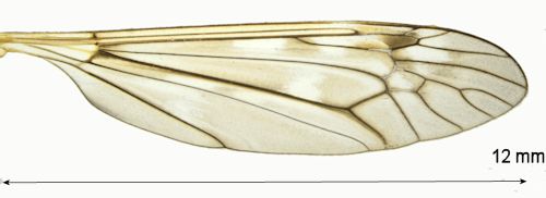 Tipula truncorum wing