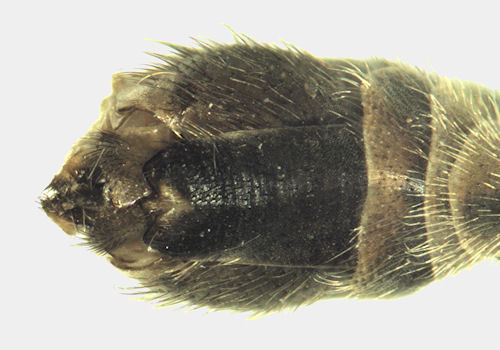Tipula unca dorsal