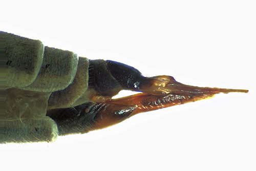 Tipula unca female