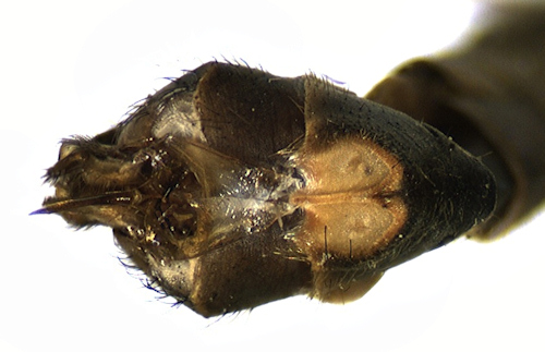Tipula unca ventral