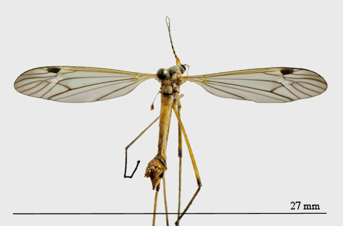 Tipula variicornis