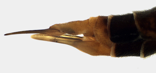 Tipula variicornis female lateral