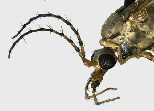 Tipula variicornis head