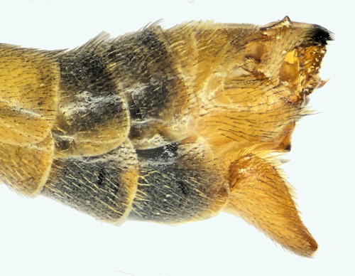 Tipula variicornis lateral