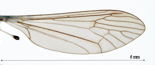 Trichocera hiemalis wing
