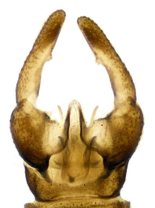 Trichocera inexplorata ventral