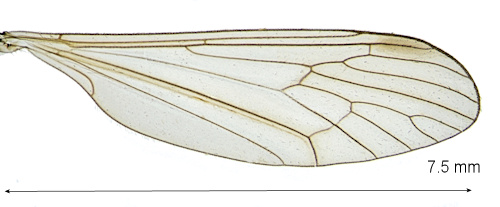 Trichocera inexplorata wing