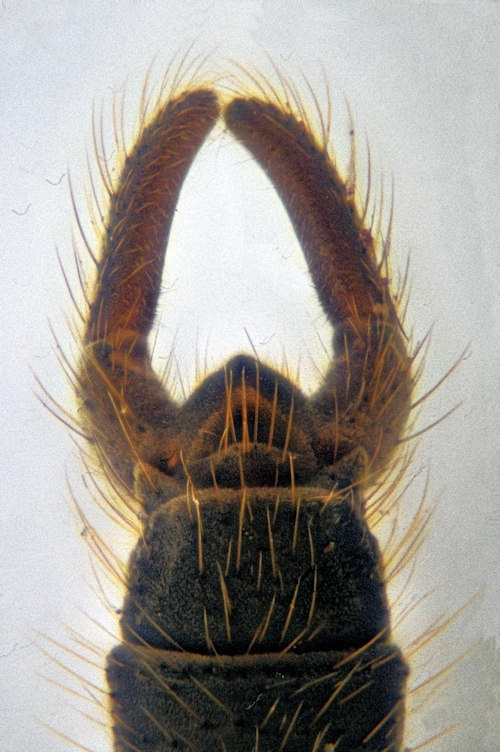 Trichocera major ventral