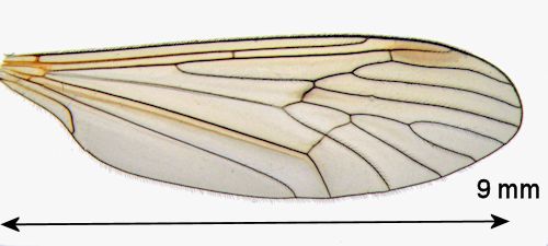 Trichocera major wing