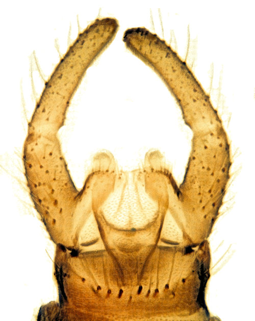 Trichocera regelationis ventral
