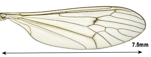 Trichocera regelationis wing