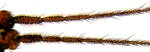 Trichocera rufescens antenna