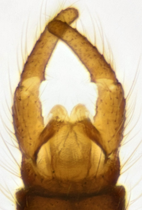 Trichocera rufescens ventral