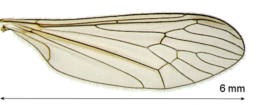Trichocera rufescens wing