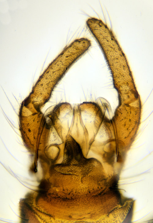Trichocera sparsa dorsalis