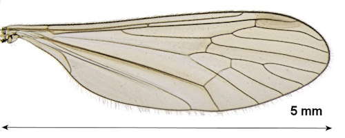 Trichocera sparsa wing