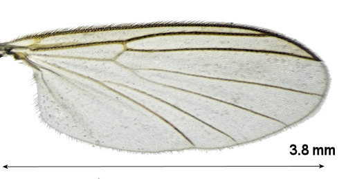 Trichonta atricauda wing
