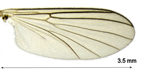 Trichonta conjungens wing