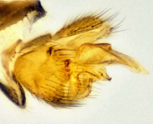 Zygomyia angusta lateral